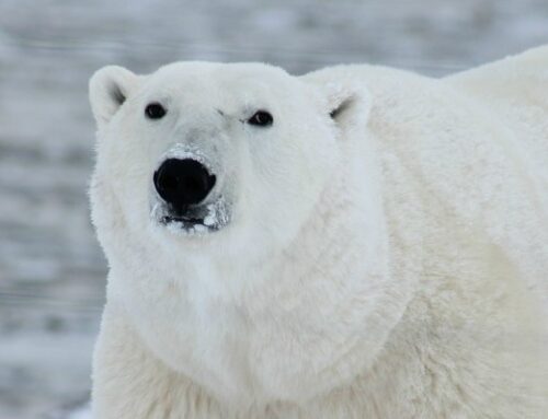 Orso polare, simbolo dei cambiamenti climatici