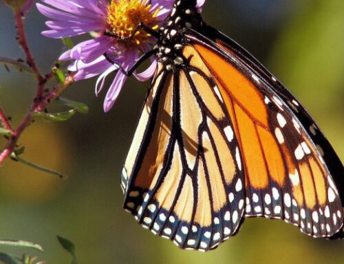 La migrazione della Farfalla Monarca
