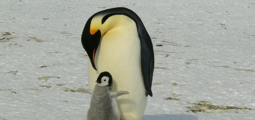 pinguino-cure-parentali