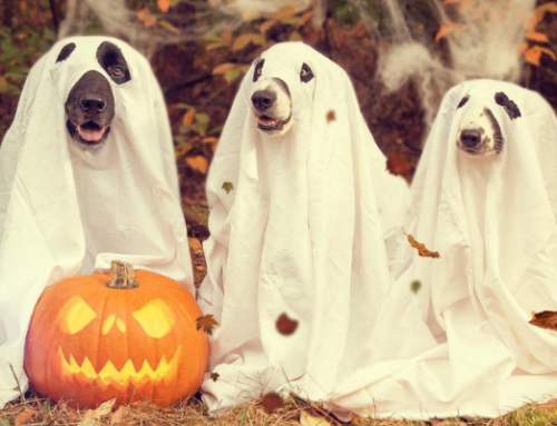 Come “NON VESTIRE” i nostri animali ad Halloween