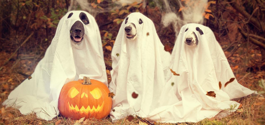 halloween-cani-travestimento