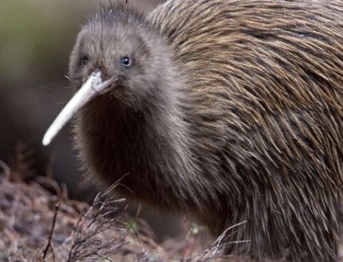 Il kiwi: un uccello davvero unico